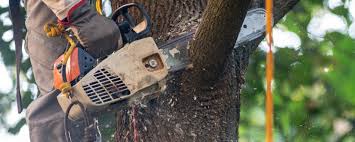 Best Emergency Tree Removal  in Mountainside, NJ