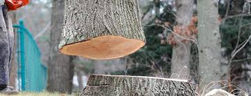 Best Tree Removal  in Mountainside, NJ