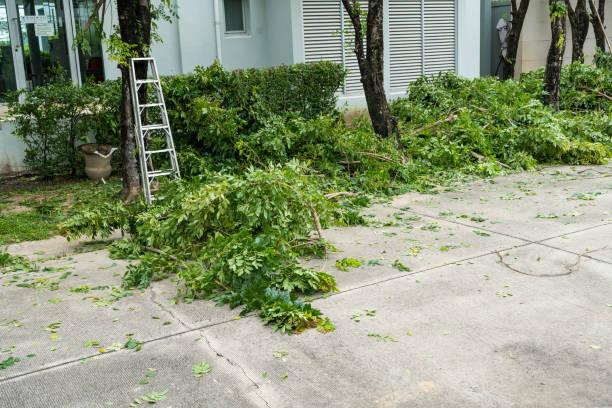 How Our Tree Care Process Works  in  Mountainside, NJ