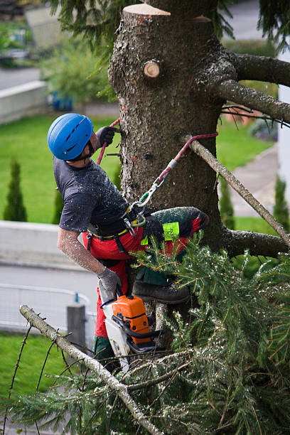 Best Lawn Drainage Solutions  in Mountainside, NJ