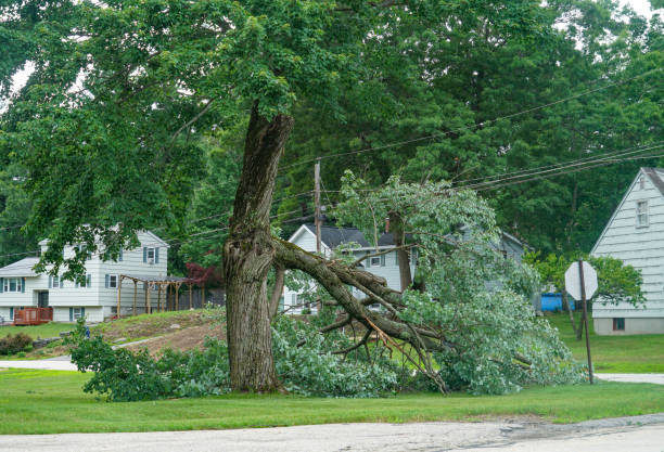 Best Tree Health Inspection  in Mountainside, NJ