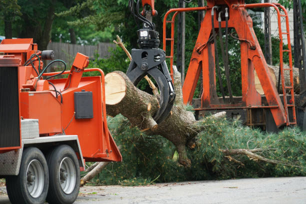 Best Leaf Removal  in Mountainside, NJ