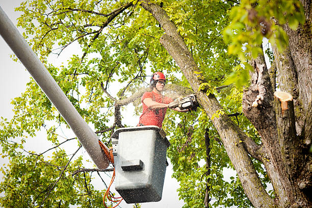 Best Arborist Consultation Services  in Mountainside, NJ