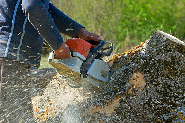 Best Lawn Pest Prevention  in Mountainside, NJ